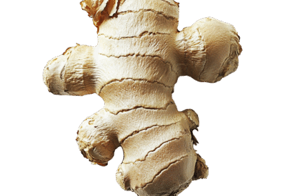 Ginger.png Ginger.png