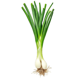 Spring Onion Bunch