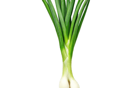 Spring-Onion.png Spring-Onion.png
