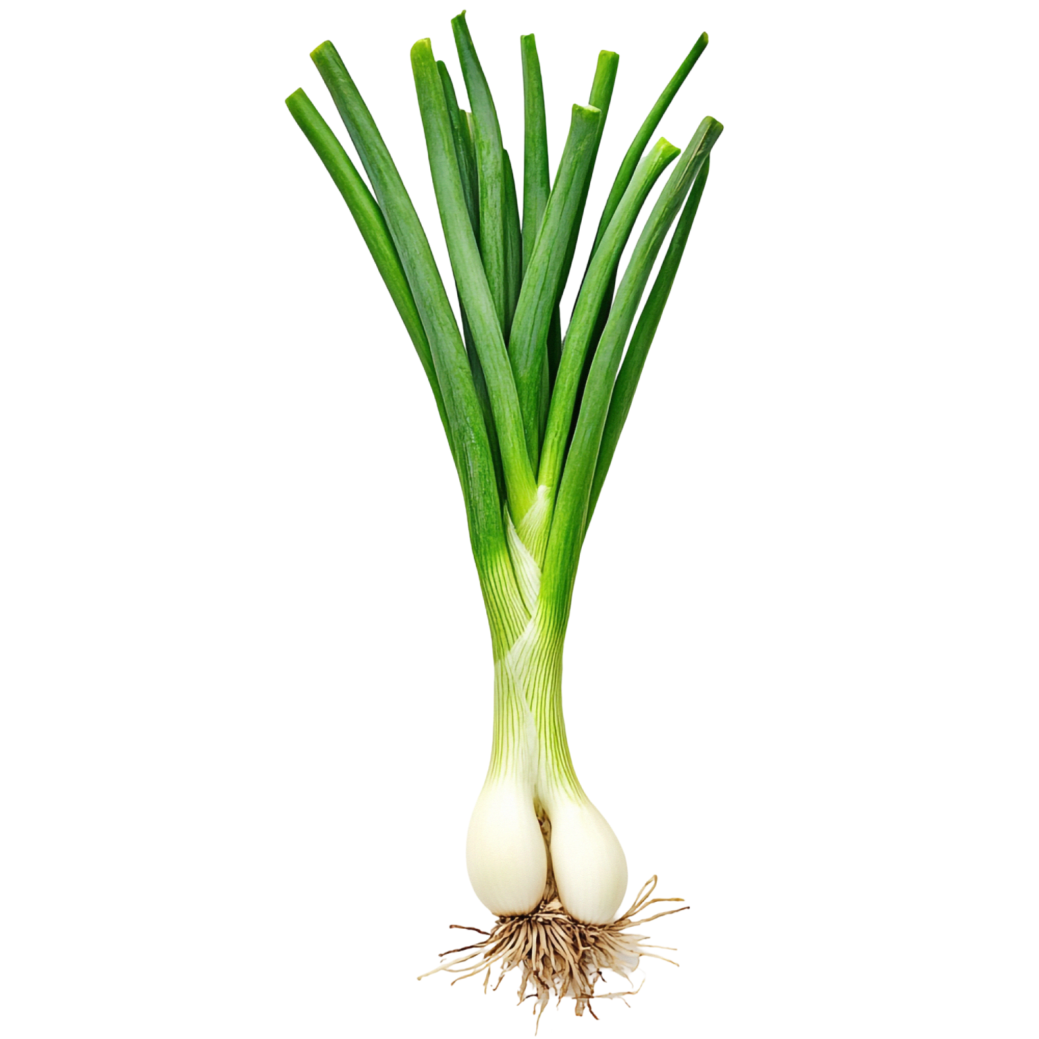 Spring Onion Bunch
