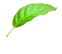 Fresh Green Spinach Leaf – Organic and Farm Fresh