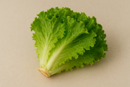 Lettuce – Fresh Lettuce – Fresh